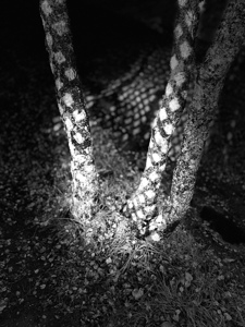 Scenes from the Trail- Light and Shadow 